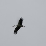 IMG_4454_1